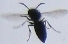 Wasp, my picture, my copyright :-)